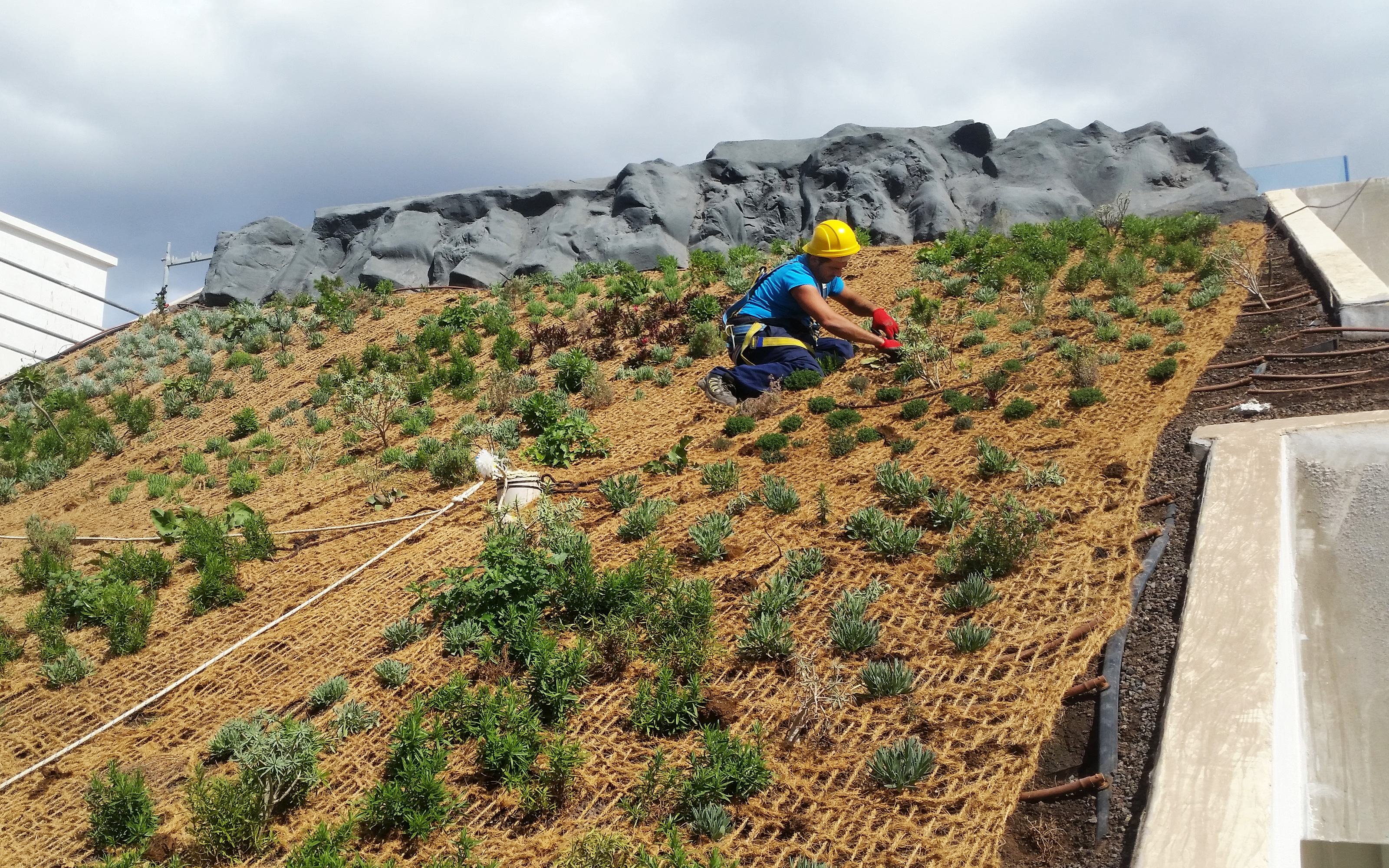 Roof gardener planting on a green roof